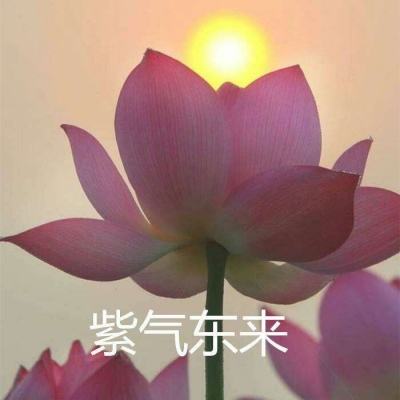 枪战射击手游